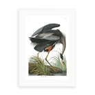 Great Blue Heron by John James Audubon — illustrative matte-white framed preview with a white mat. Proportions vary by size.