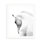 White Stallion Andalusian Horse — illustrative matte-white framed paper print with white mat; proportions vary by size.