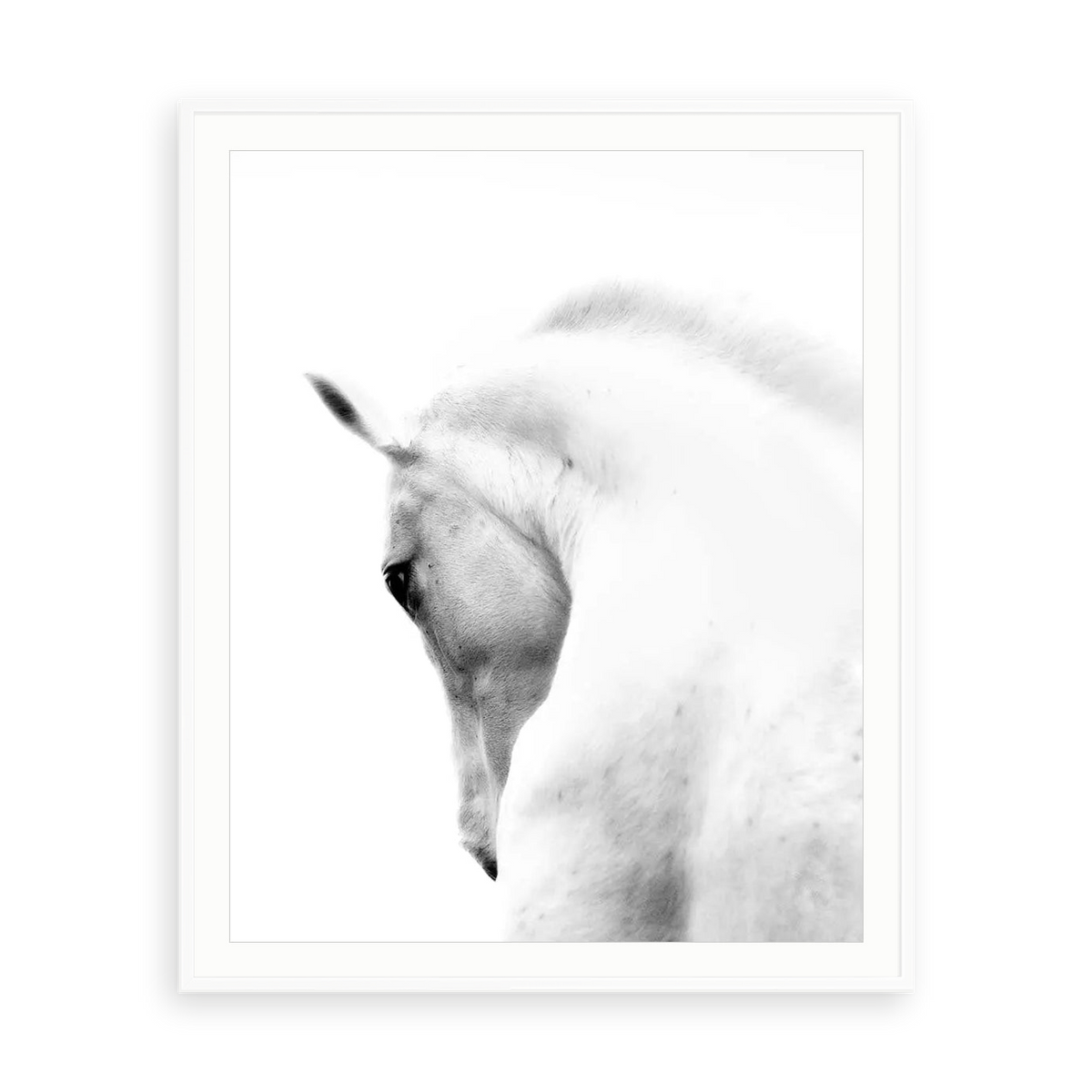 White Stallion Andalusian Horse — illustrative matte-white framed paper print with white mat; proportions vary by size.