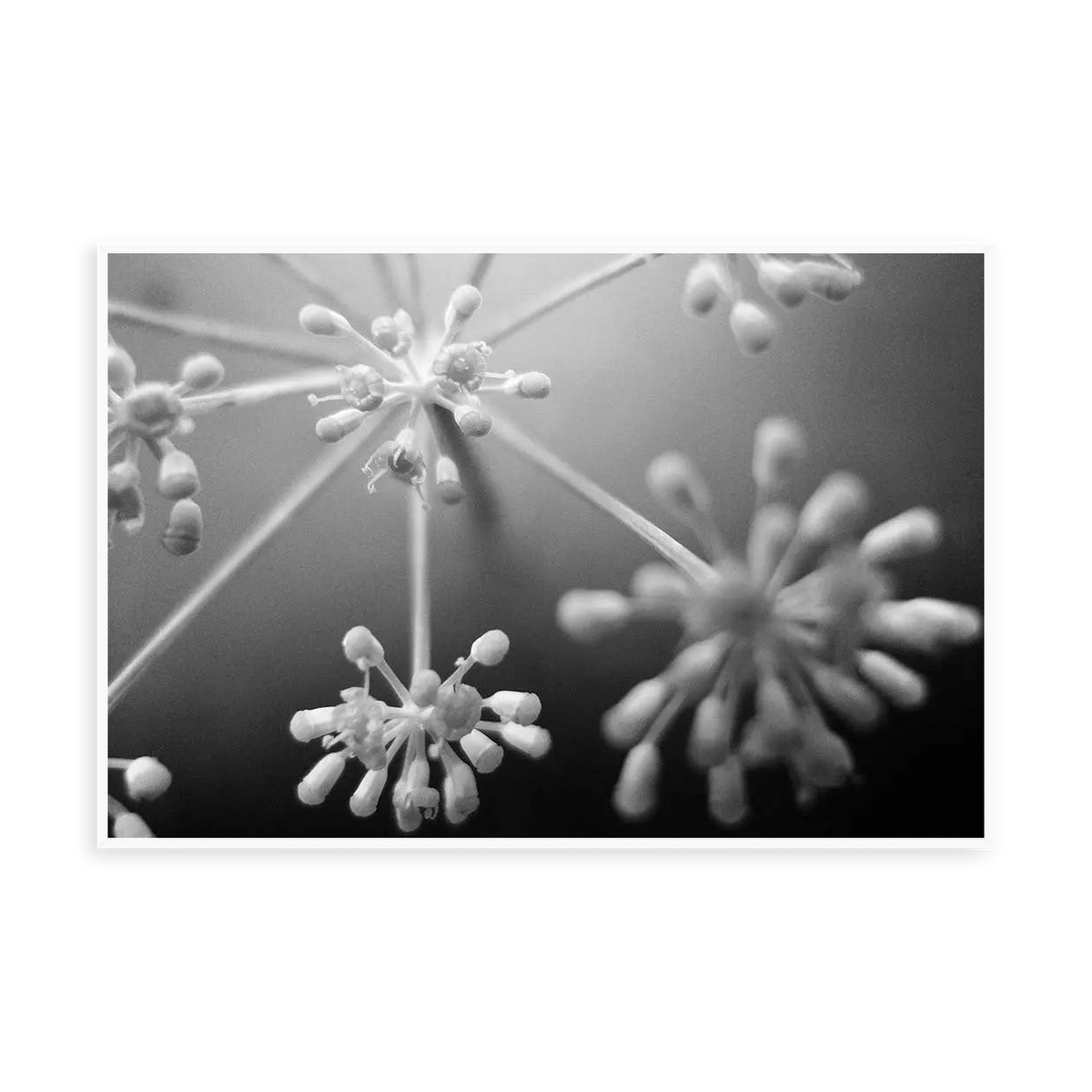 Fleurs Blanches by Eric Gizard — illustrative narrow matte-white framed metal print, no added mat.