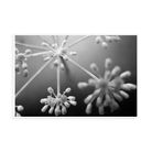 Fleurs Blanches by Eric Gizard — illustrative narrow matte-white framed metal print, no added mat.