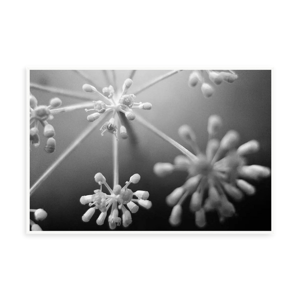 Fleurs Blanches by Eric Gizard — illustrative narrow matte-white framed metal print, no added mat.