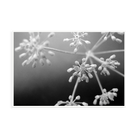 White Flowers 2 by Eric Gizard — illustrative narrow matte-white framed metal print, no added mat.