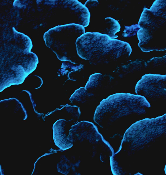 Screen Shot 2021-12-16 at 1.45.43 PM