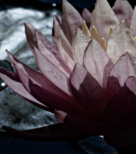 Screen Shot 2021-12-26 at 4.22.16 PM