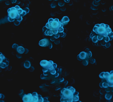 Sea Buds by Enric Gener