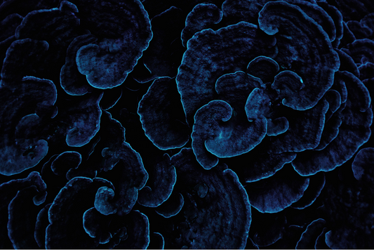 Sea Coral II by Enric Gener