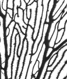 Sea Coral Screen by Enric Gener The Picturalist