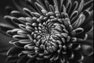 Silver Dahlia by C. Quintero | Floral ChromaLuxe Metal Print The Picturalist | Print on Metal