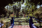 Majorelle Gardens by Slim Aarons featuring visitors surrounded by vibrant blue architecture and lush botanical gardens in Marrakech