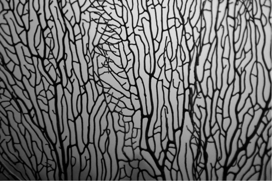 Underwater Coral Screen by Enric Gener